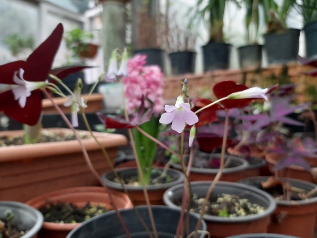 Oxalis triangularis