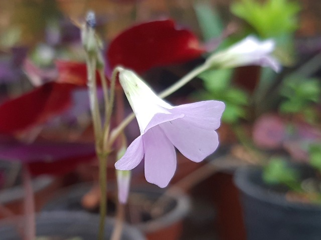 Oxalis triangularis