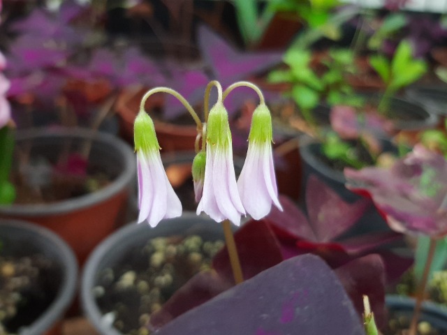 Oxalis triangularis