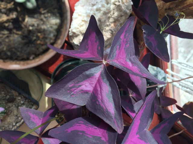 Oxalis triangularis