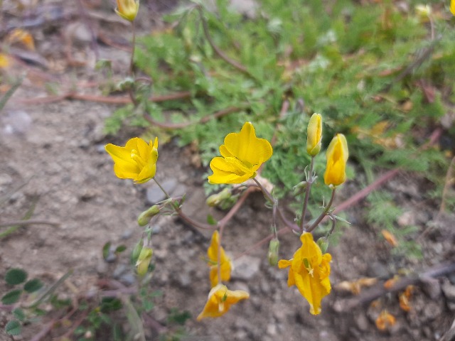 Hypecoum procumbens