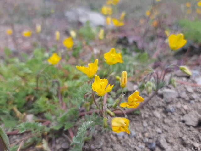 Hypecoum procumbens