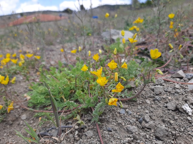 Hypecoum procumbens