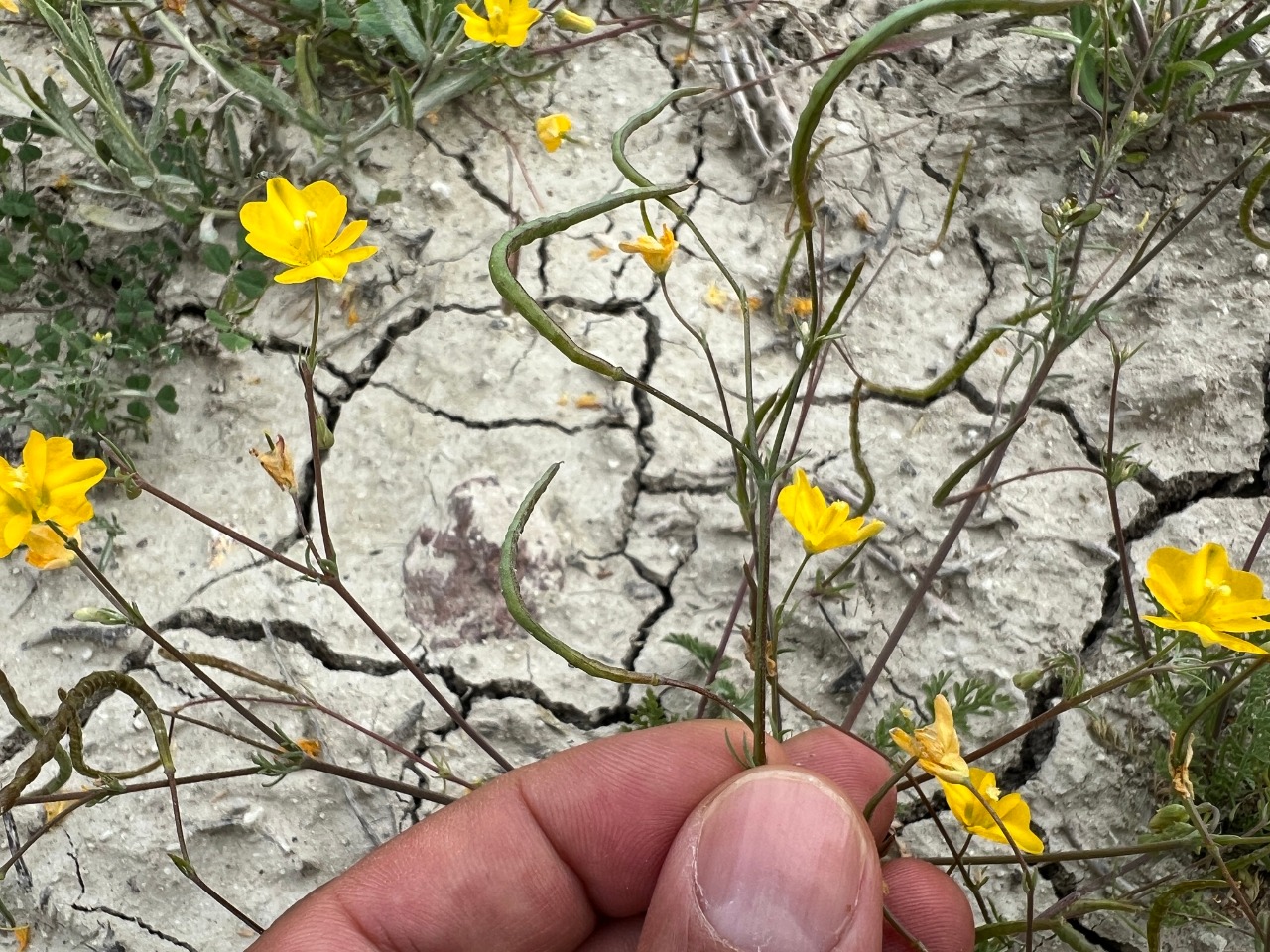 Hypecoum procumbens