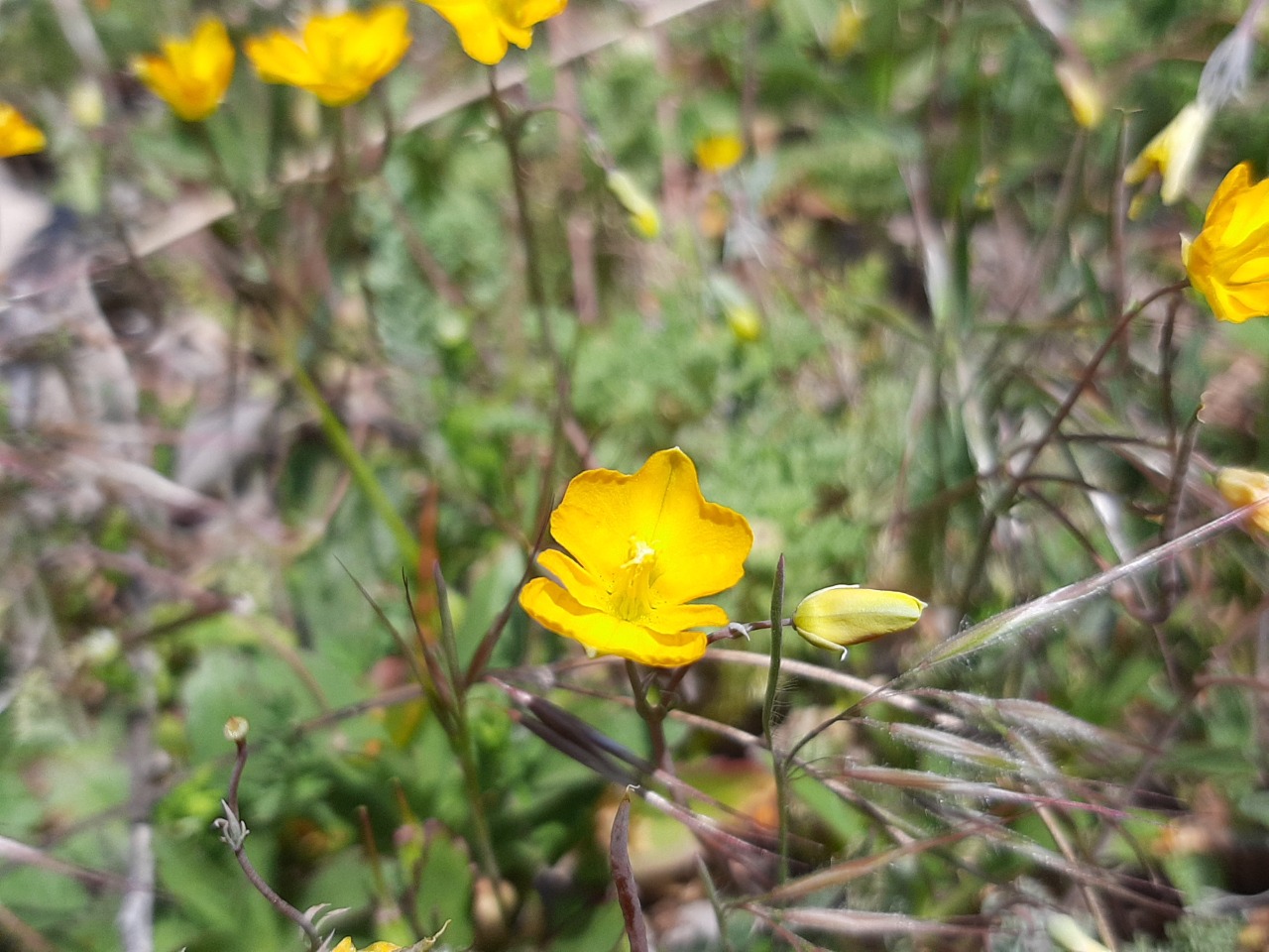 Hypecoum procumbens