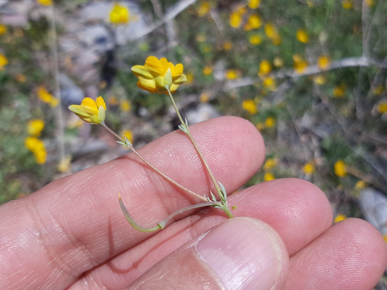 Hypecoum procumbens