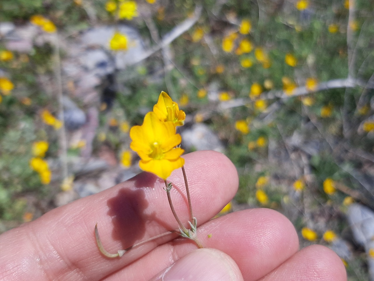 Hypecoum procumbens