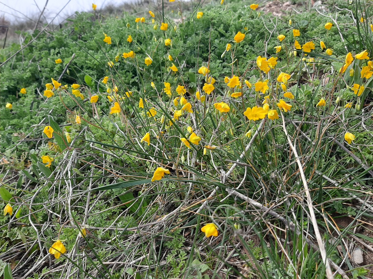 Hypecoum procumbens