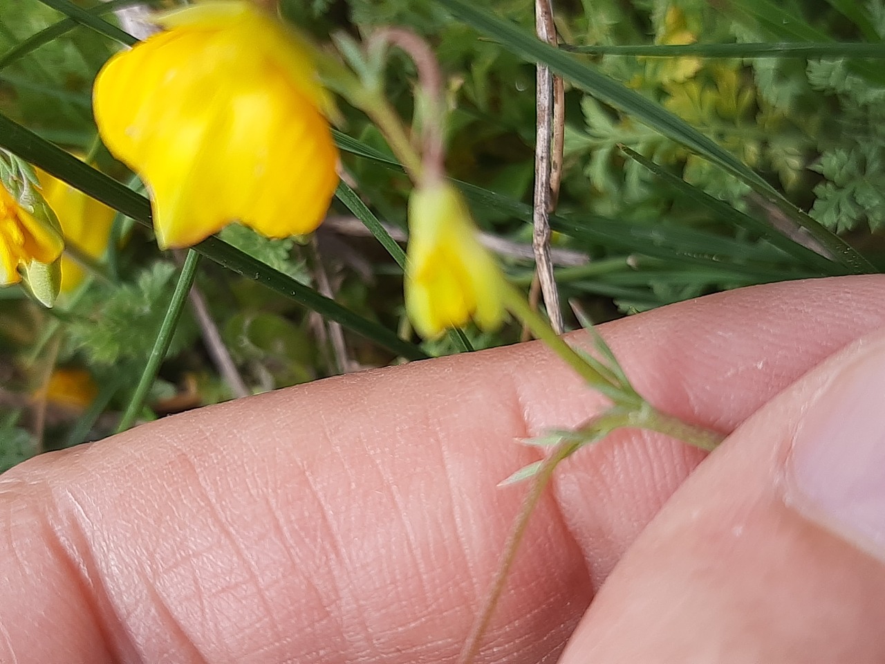 Hypecoum procumbens