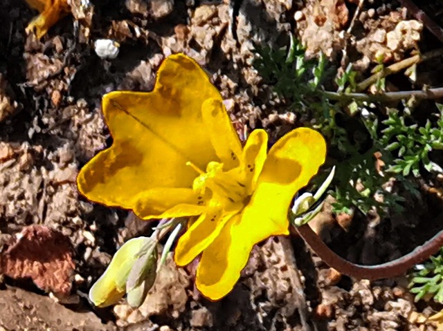 Hypecoum procumbens