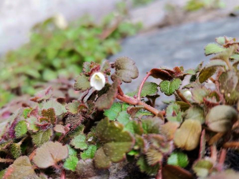 Veronica cymbalaria