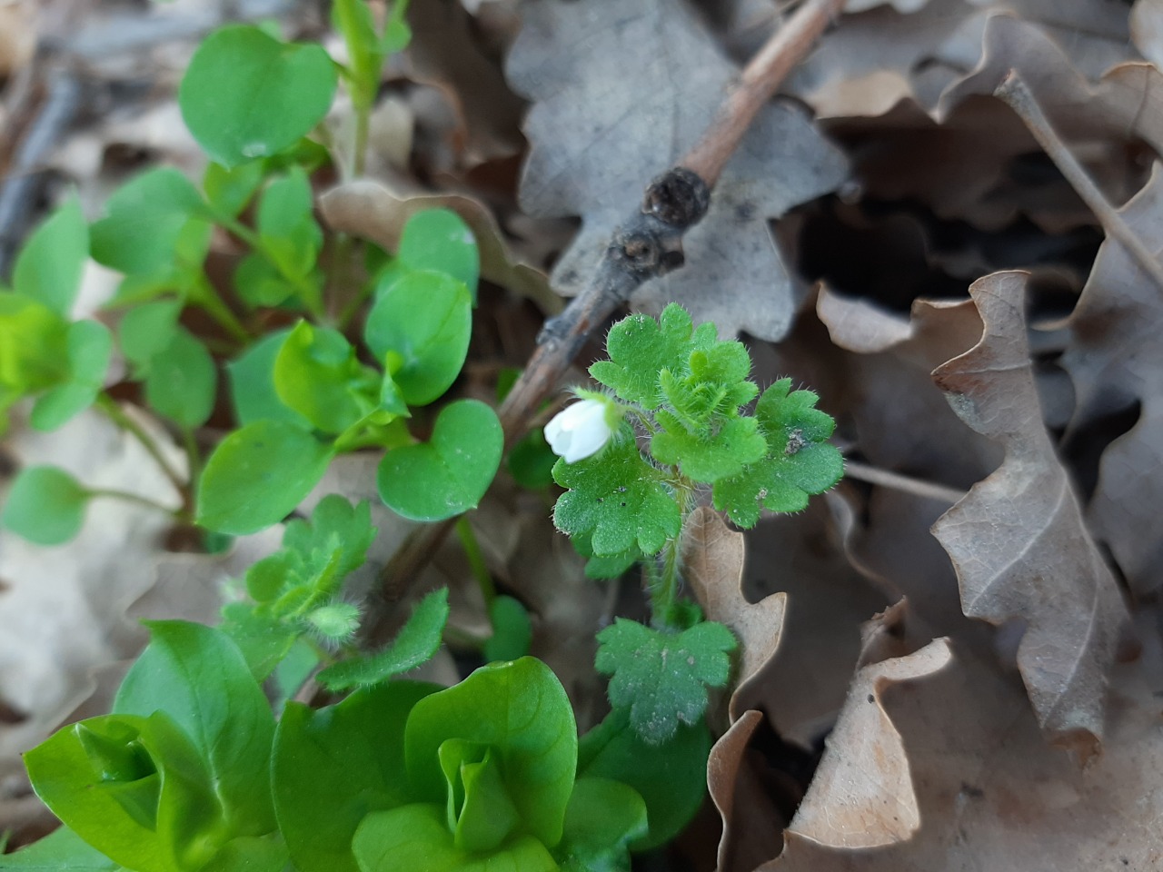 Veronica cymbalaria