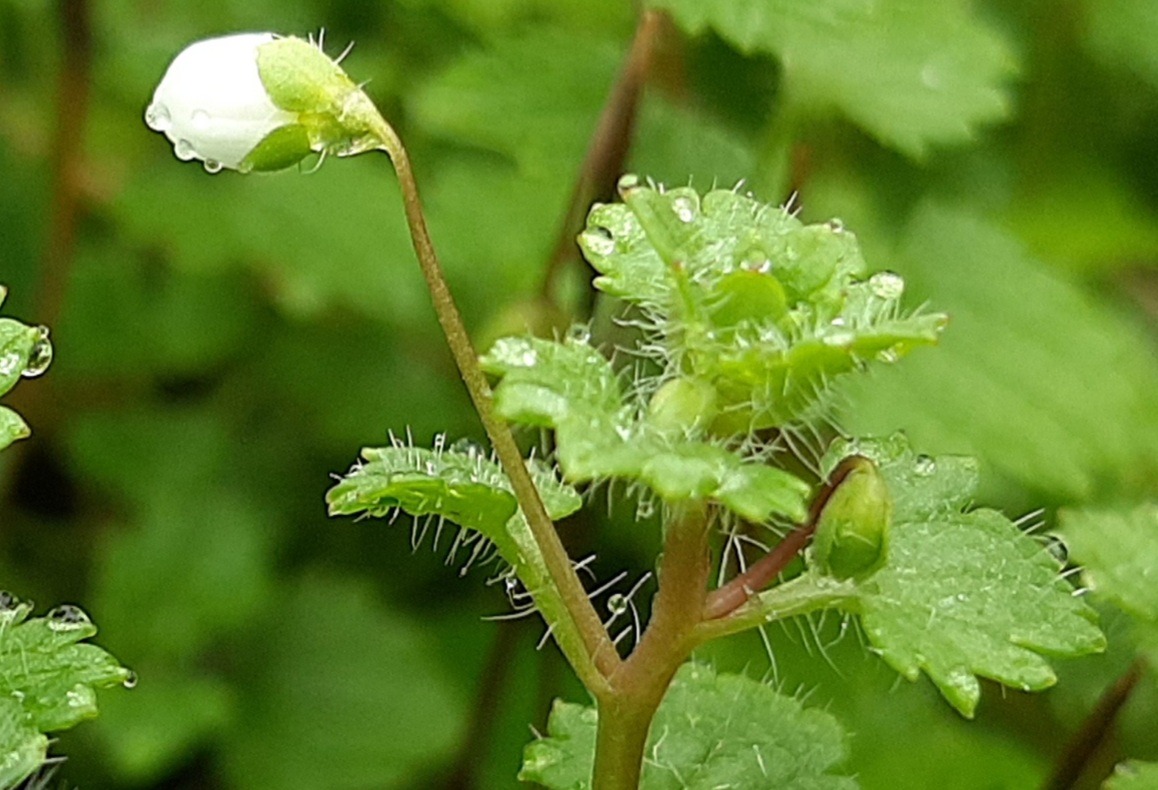 Veronica cymbalaria