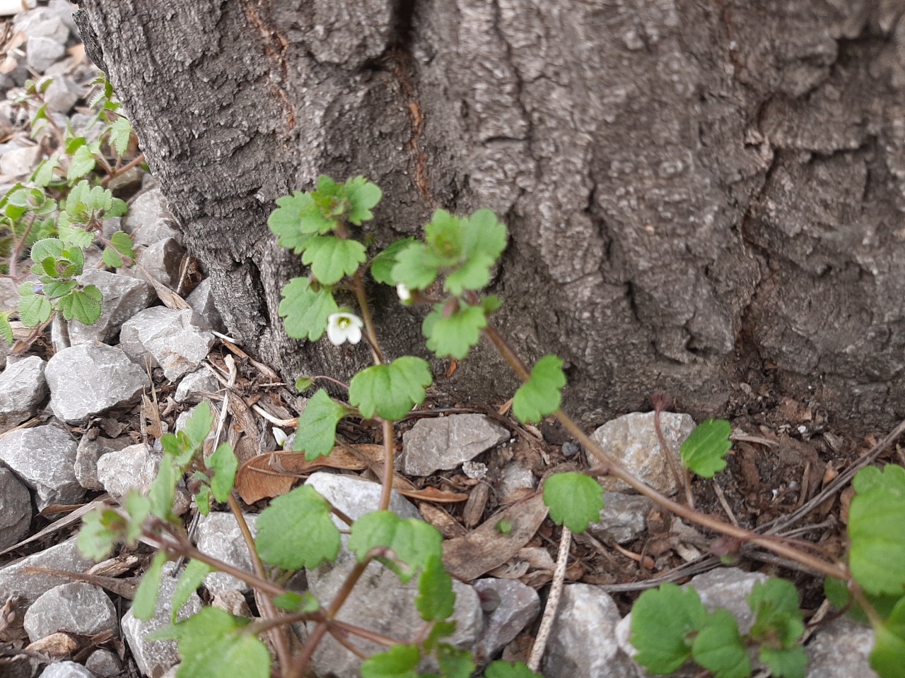 Veronica cymbalaria