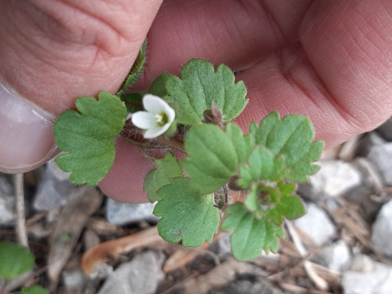 Veronica cymbalaria