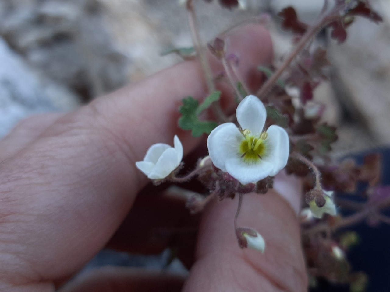 Veronica cymbalaria