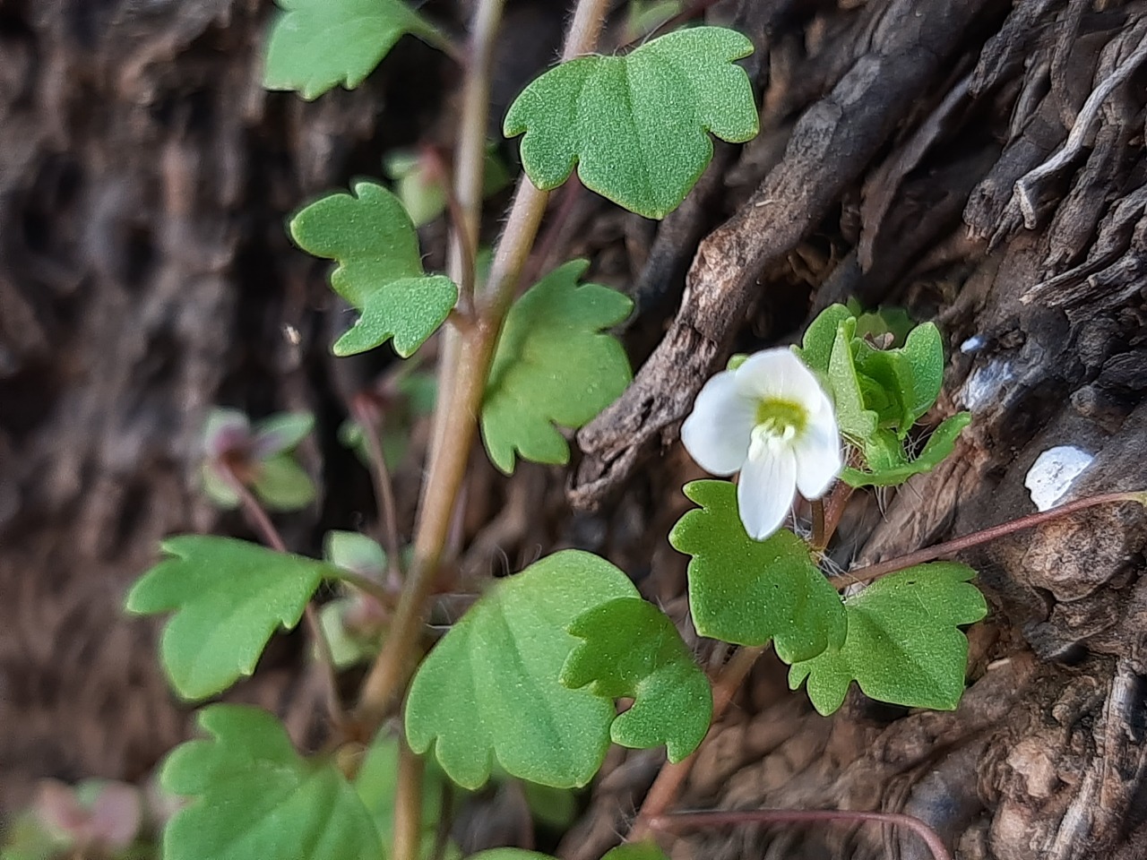Veronica cymbalaria