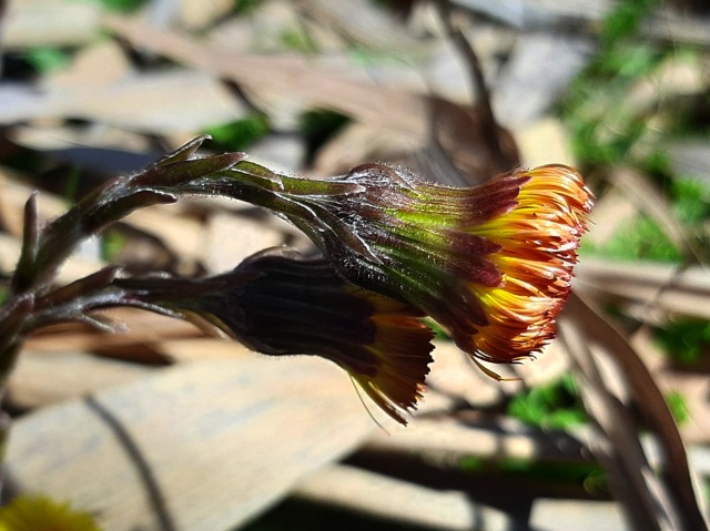 Tussilago farfara