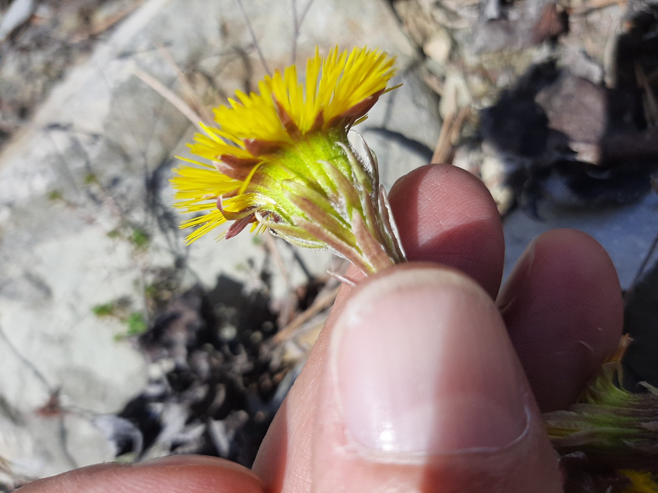 Tussilago farfara