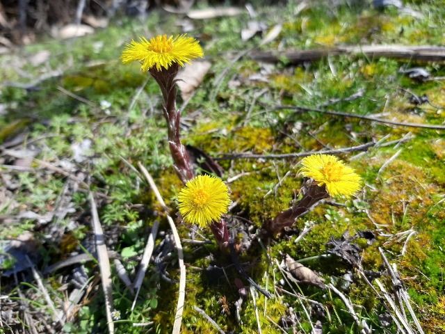 Tussilago farfara