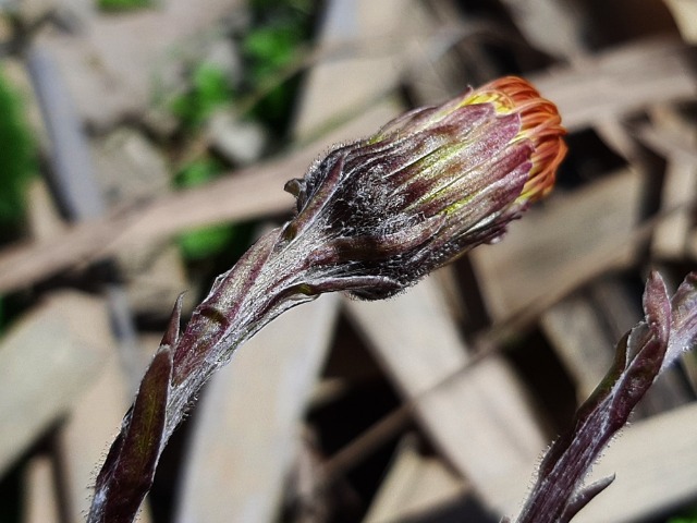 Tussilago farfara