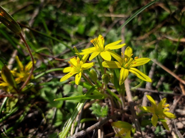 Gagea reticulata