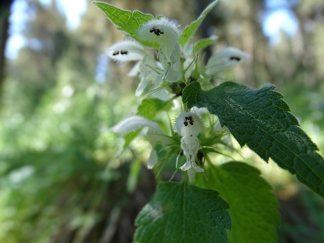 Lamium album