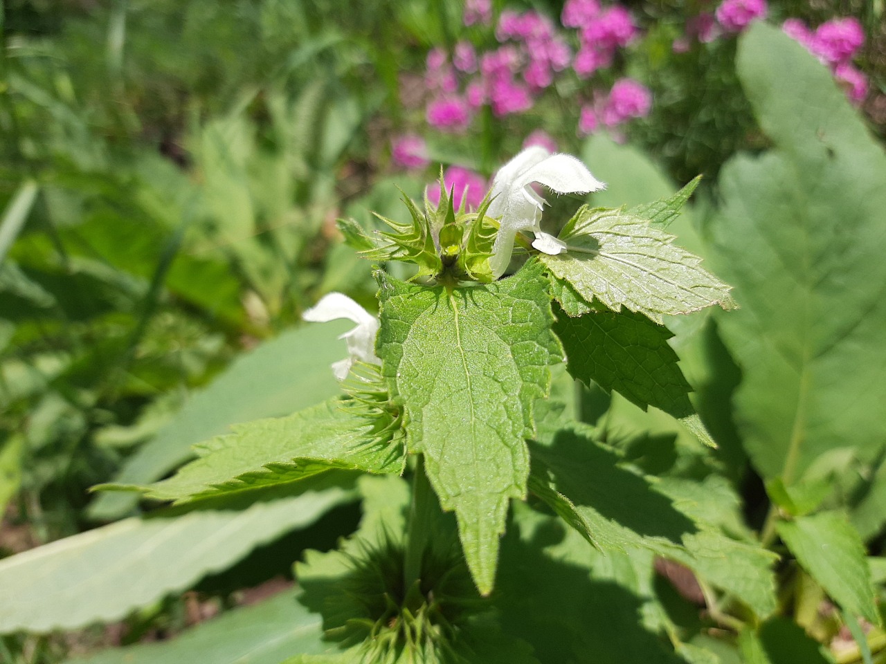 Lamium album