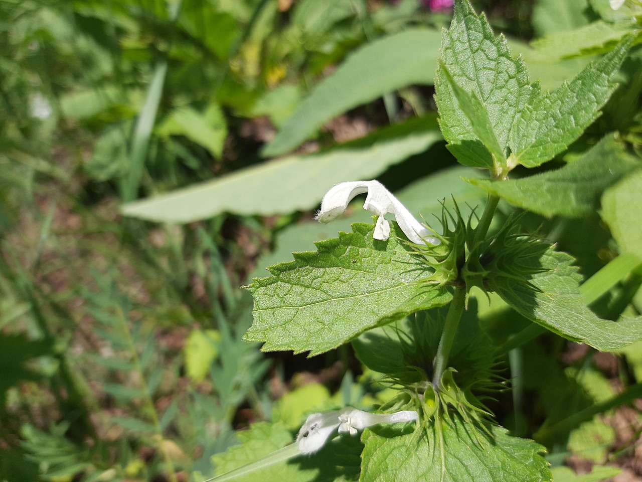 Lamium album