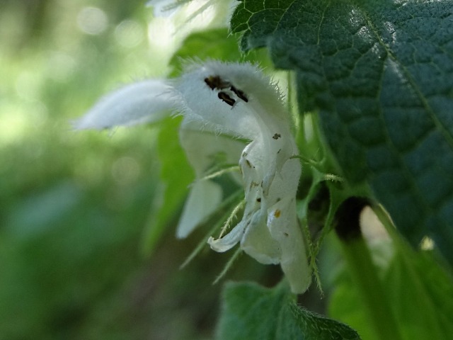 Lamium album