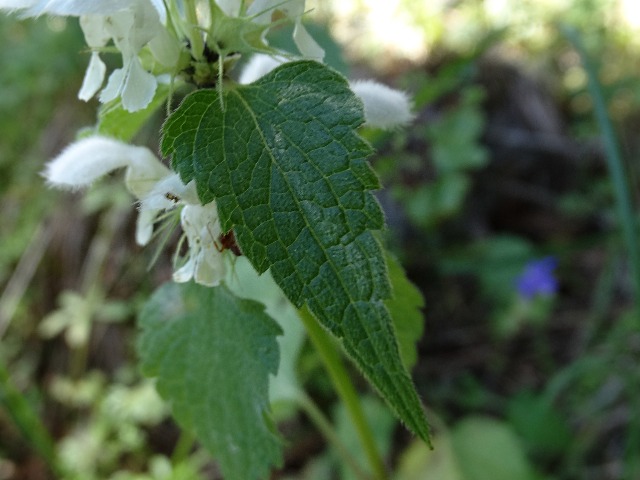 Lamium album