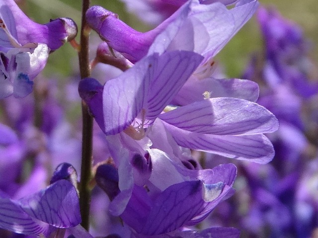 Vicia cracca