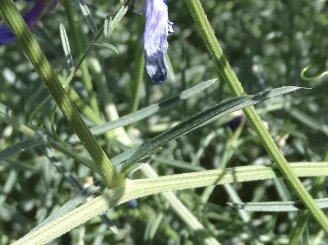 Vicia cracca