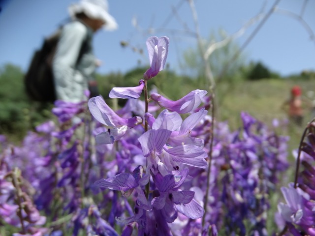 Vicia cracca