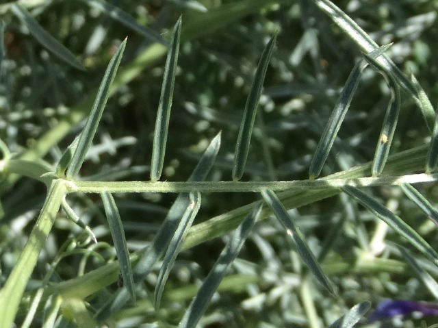 Vicia cracca