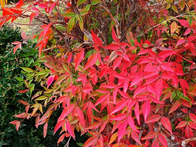 Nandina domestica
