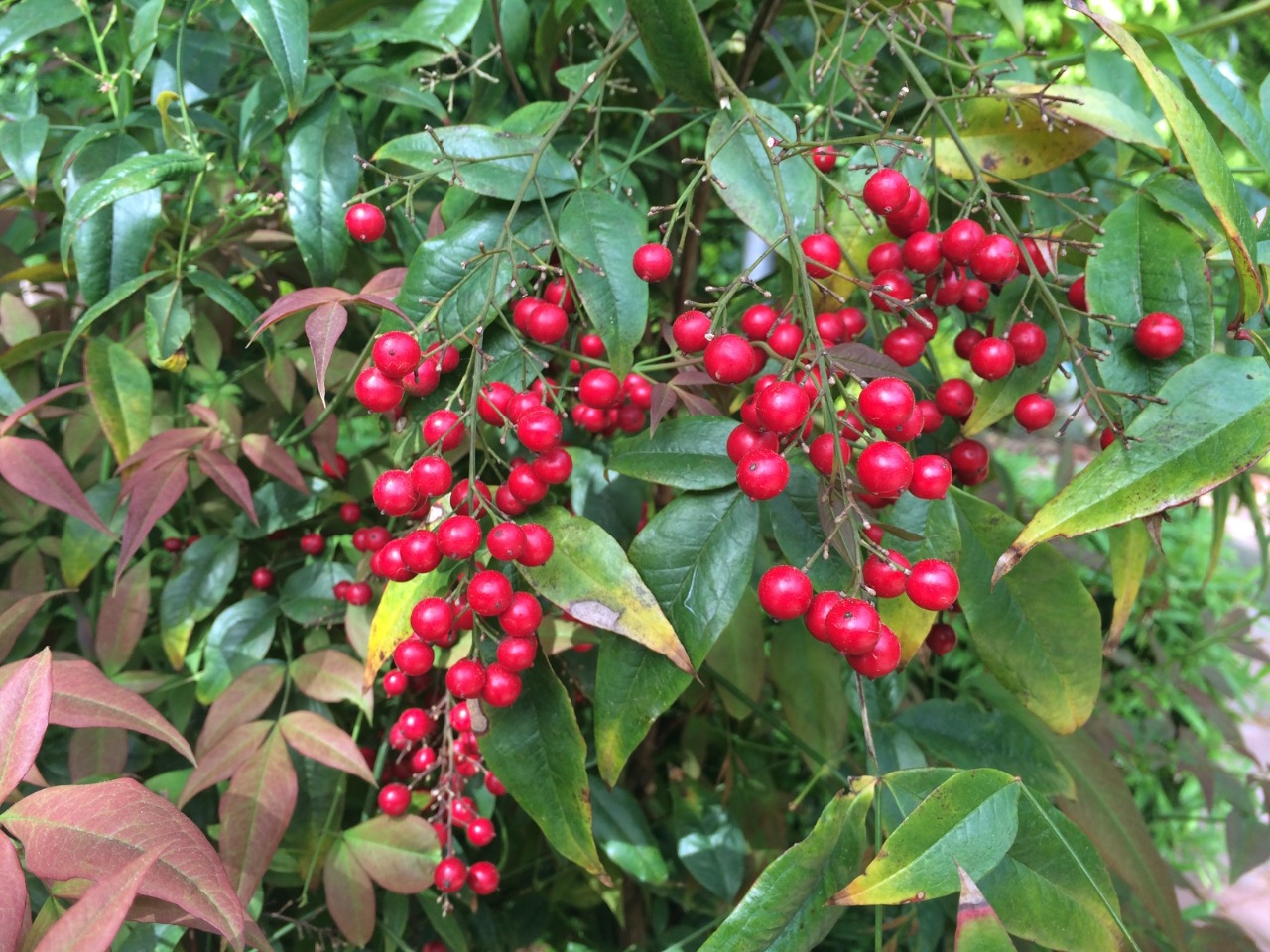 Nandina domestica