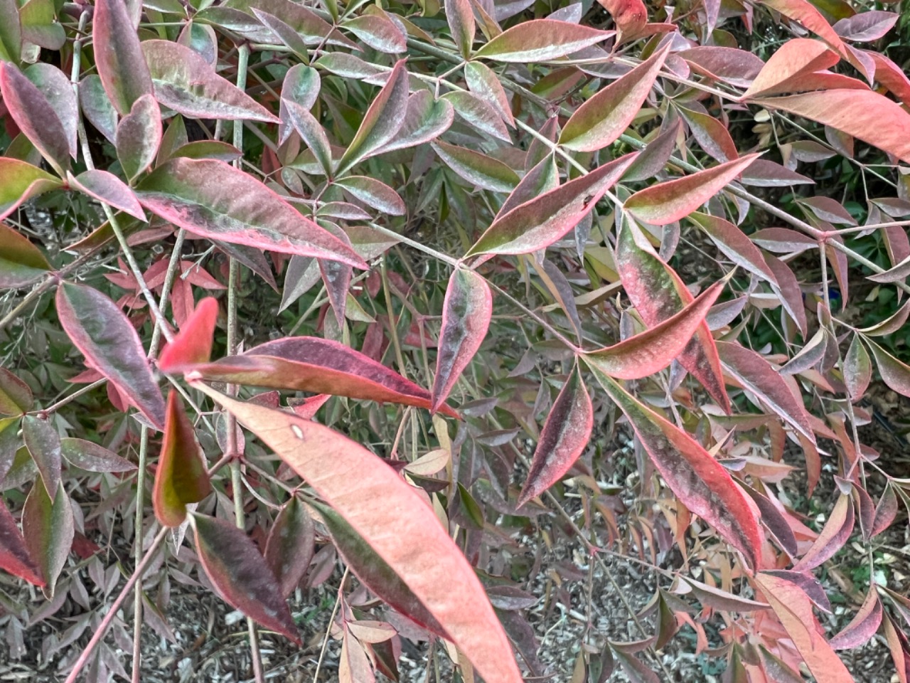 Nandina domestica