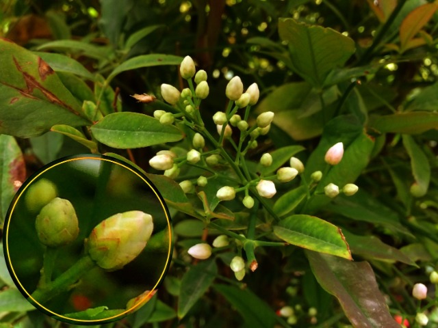 Nandina domestica