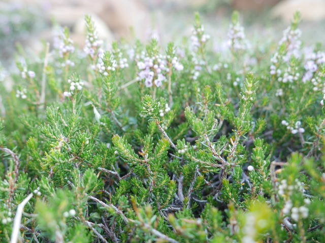 Erica manipuliflora