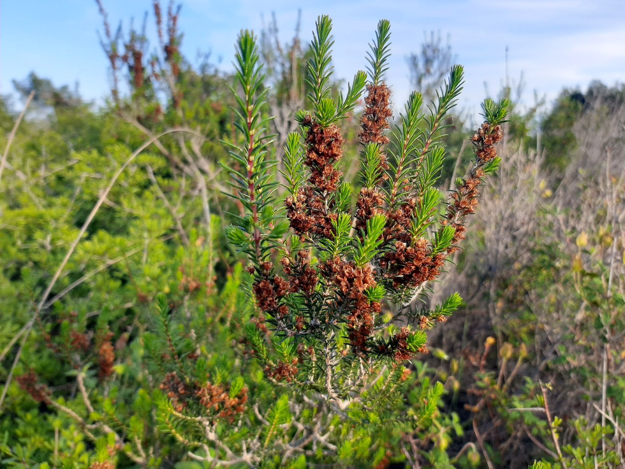 Erica manipuliflora
