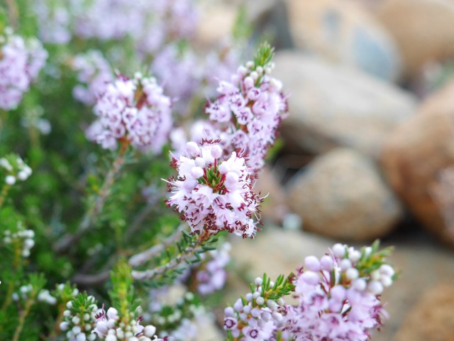 Erica manipuliflora