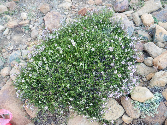 Erica manipuliflora