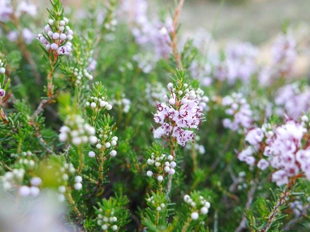 Erica manipuliflora