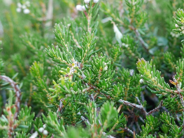 Erica manipuliflora