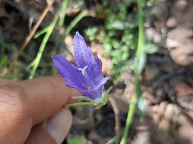 Campanula stricta