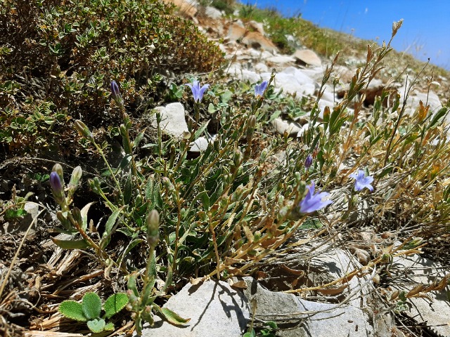 Campanula stricta