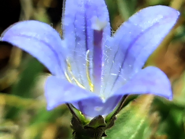 Campanula stricta