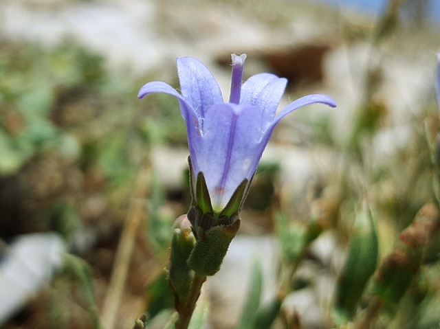 Campanula stricta