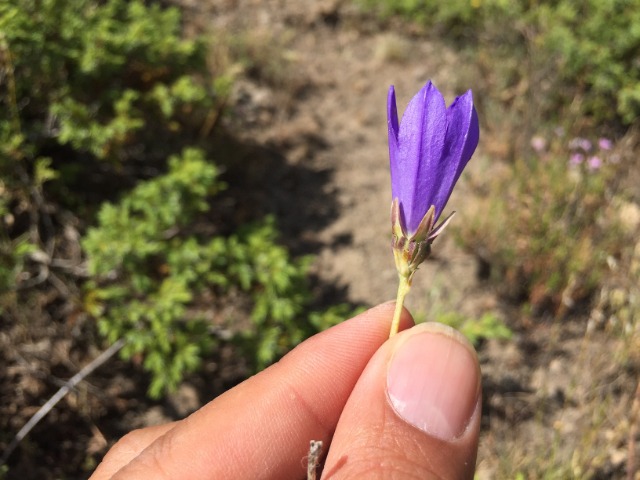 Campanula stricta